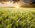 Napi Ige